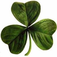 Irish_clover