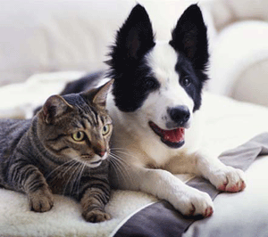 Dogs-cats