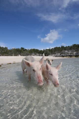 Exumas swimming pigs