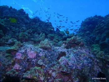 Reef-scene