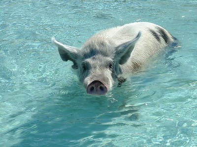 Pool_20pig