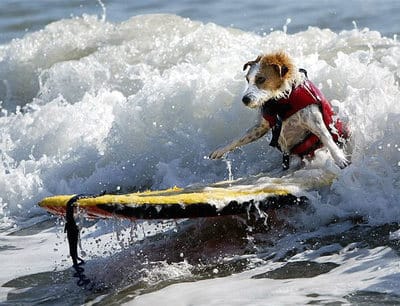 Surfing_20dog_small