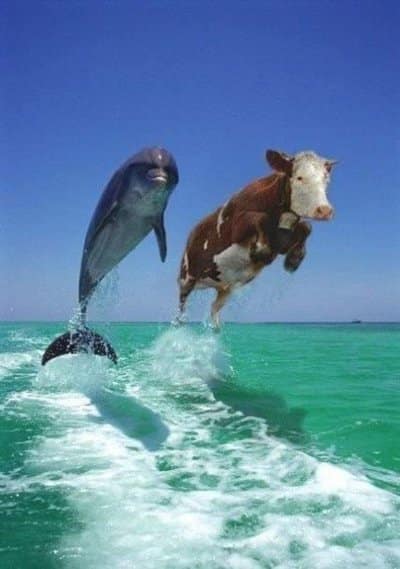 Cowdolphin