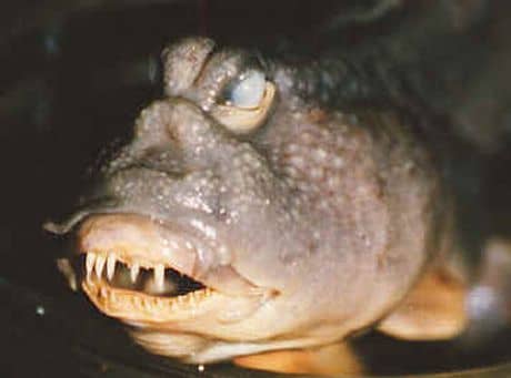 Ugly_fish